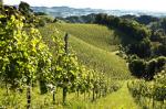 Vinice ve vinařské podoblasti Steiermark