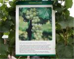 Sémillon - informační tabulka se základními informacemi na naučné vinici starých odrůd v Šatově (23.8.2004).