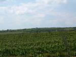 Pohled z viniční tratě Sonberk z terasy stejnojmenného vinařství na firmu Gotberg a.s.