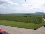 Pohled na viniční trať Sonberk z terasy stejnojmenného vinařství.