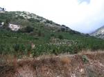 Vinice v detailu pod horama v okolí Agios illias
