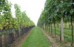 Ještě jeden pohled na vinohrad, který plodí takováto vína, vlevo mladá výsadba odrůdy Rulandské šedé.