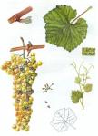 Ilustrace odrůdy Lipovina