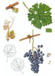 Ilustrace odrůdy Neronet