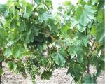 23.08.2004 byla pořízena tato fotka zrajícíh hroznů Veltlínského červenobílého na Naučné vinici starých odrůd za Moravským sklípkem v Šatově - vysadil Znovín Znojmo a.s.