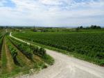 02: Viniční trať Salzberg, na pozadí vinařská obec Gols a jezero Neusiedlersee / Gols, Neusiedlersee (Rakousko)
