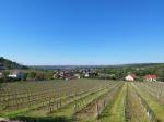 02: Viniční trať Pfaffenberg, na pozadí vinařská obec Zöbing / Zöbing, Kamptal (Rakousko)
