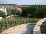 Pohled do vinice v centru Prahy.