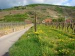 03: Viniční trať Loibenberg od viniční trati Sätzen / Unterloiben, Wachau (Rakousko)