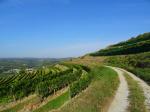 04: Viniční trať Heiligenstein, na pozadí vinařská obec Zöbing / Zöbing, Kamptal (Rakousko)