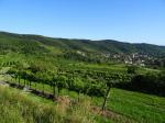 05: Viniční trať Kalvarienberg, na pozadí vinařská obec Schönberg am Kamp / Schönberg am Kamp, Kamptal (Rakousko)