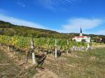 05: Viniční trať Hofpoint, na pozadí zámek Gumpoldskirchen / Gumpoldskirchen, Thermenregion (Rakousko)