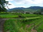 06: Viniční trať Hoferthal, na pozadí vinařská obec Spitz / Hofarnsdorf, Wachau (Rakousko)