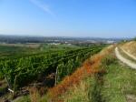 07: Viniční trať Lamm, na pozadí vinařská obec Langelois / Kammern, Kamptal (Rakousko)