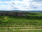 07: Viniční trať Spiegel, na pozadí vinařská obec Gedersdorf / Gedersdorf, Kremstal (Rakousko)