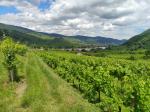 08: Viniční trať Poigen, na pozadí vinařská obec Wösendorf in der Wachau / Mitterarnsdorf, Wachau (Rakousko)