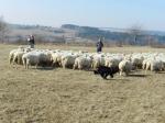Stádo ovcí plemene Romney Marsh, které pomáhá nahánět pastevecký pes.