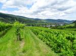 10: Viniční trať Poigen, na pozadí vinařská obec Wösendorf in der Wachau / Mitterarnsdorf, Wachau (Rakousko)