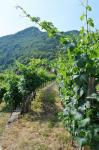 Výhledy na terasy vinic