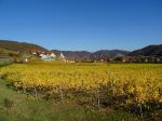 12: Viniční trať Ritzling, na pozadí vinařská obec Weißenkirchen in der Wachau / Weißenkirchen in der Wachau, Wachau (Rakousko)