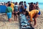 Takto se v polovině 80. let lovily ryby z Atlantiku (Costa da Caparica).