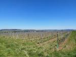 15: Viniční trať Steinsetz, na pozadí vinařská obec Gobelsburg / Gobelsburg, Kamptal (Rakousko)