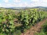 Blatnička, viniční trať Vinohrádky, odrůda Dornfelder.