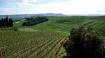 Vinice patřící vinařství Podere La Vigna a okolní krajina. Foto P. Pavelka.