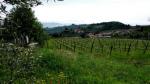 Vinice s výsadbou Sangiovese patřící k Fattoria di Bacchereto. V pozadí je vesnice Bacchereto (foto P. Pavelka).