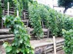 První úroda v Rajské vinici 
