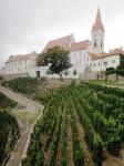 První úroda v Rajské vinici 