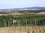 Pohled na vinice spadající pod Maliny-Oulehle
