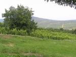Vinohrady na svazích kolem Tolcsvy.