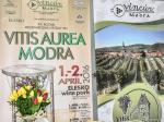 Vitis Aurea tradičně organizuje spolek modranských vinařů Vincúr Foto: Dušan Kern.