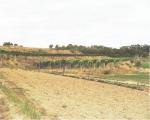 Boční pohled na viniční trať Terasy (1,19 ha) výsadba proběhla v roce 1996.