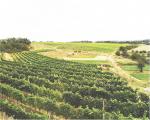 Horní pohled na viniční trať Terasy (1,19 ha) výsadba proběhla v roce 1996.