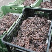 Výroba slámového vína – Rulandské bílé, ro?ník 2002
