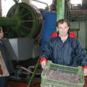 Výroba slámového vína – Rulandské bílé, ro?ník 2002