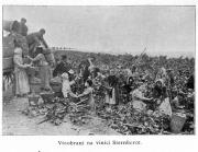 Mělník - Vinobraní na Šternberce na začátku 20.stol