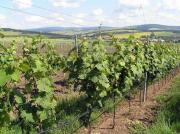 Vinohrádky - odrůda Dornfelder- foto: Lech Malysz