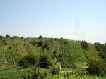  Viniční trať Vyšicko v regionu Mutěnic. Poskytuje skvělá vína, ale v neděli 9. července 2006 byla zasažena kroupami...
